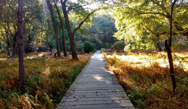 Autumn Pathway with Gayle DeYoung - October 2017 -22555555_797628619885_7831260049405451255_o