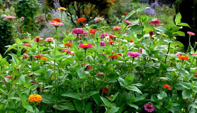 Flowers by Natureland - February 2014 - 1556256_10151835880186269_250757387_o.jpg