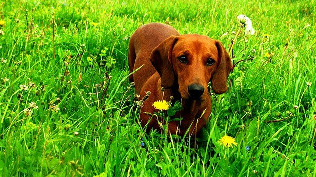 daschund-dog-906373_640-e1537446203167.jpg