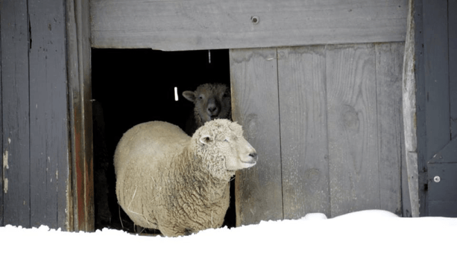 Sheep by Gayle Polinsky - Holmdel Park, NJ