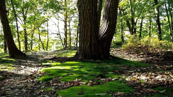a green carpet of moss by gayle polinsky - fb_img_1538921341811